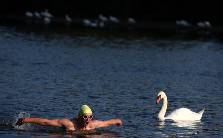 A man swims past a swan on the Serpentine in London on Wednesday, July 25.
