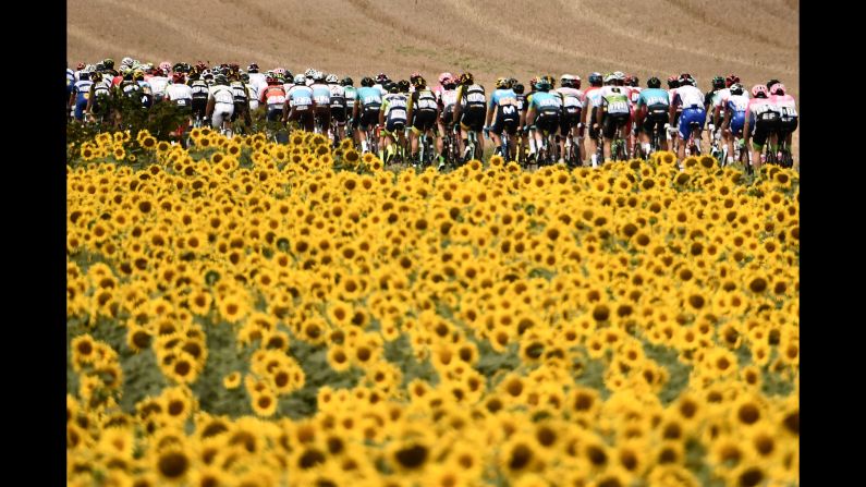 The pack rides through sunflower field during the 16th stage of the 105th edition of the Tour de France cycling race in southwestern France on Tuesday, July 24.