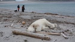 A polar bear was shot and killed after attacking a cruise ship guard, according to the German cruise company Hapag-Lloyd Cruises.