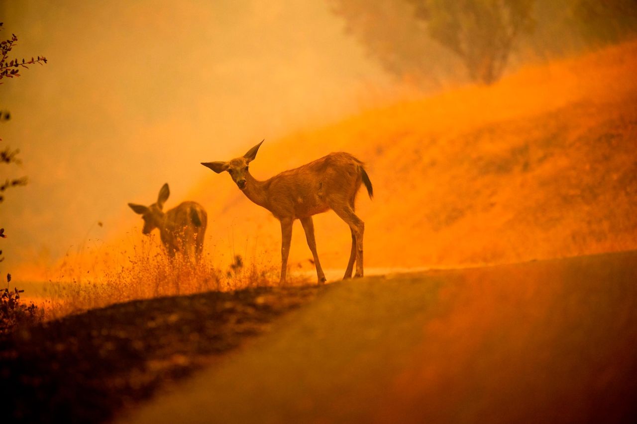 Deer graze along a road covered in fire retardant as the Carr Fire burns near Redding on Saturday, July 28.