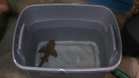 "Miss Helen," a 16-inch horn shark, as she is returned to the San Antonio Aquarium following a theft.