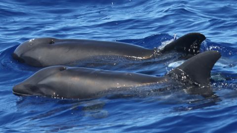 Researchers found the first known hybrid between a rough-toothed dolphin and a melon-headed whale near Kauai, Hawaii.
