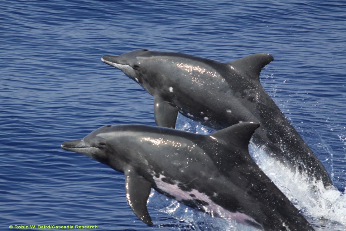 Rough-toothed dolphins.