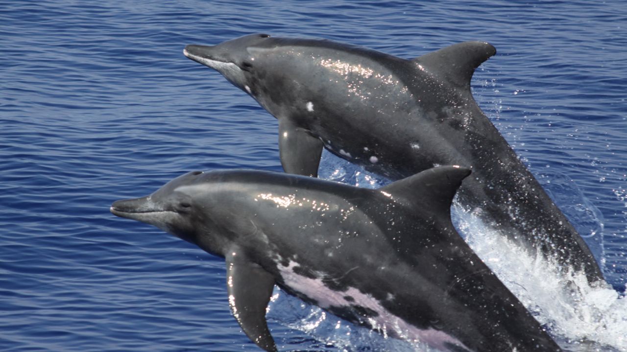 Rough-toothed dolphins.