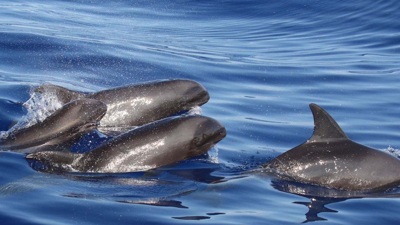 Melon-headed whales.
