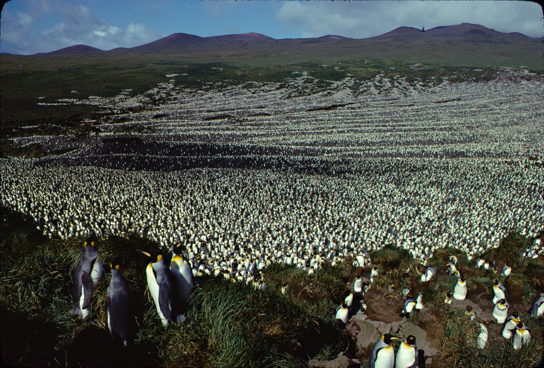 The king penguin colony on Île aux Cochons in 1982, when the population was more than two million.