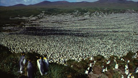 The king penguin colony on Île aux Cochons in 1982, when the population was more than two million.