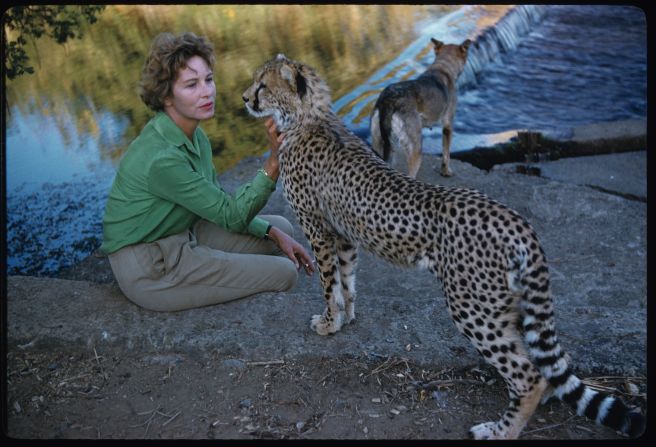 A portrait of farm owner Marchesa Sieuwke Bisletifa stroking the neck of a cheetah in Kenya, Africa in 1961. 