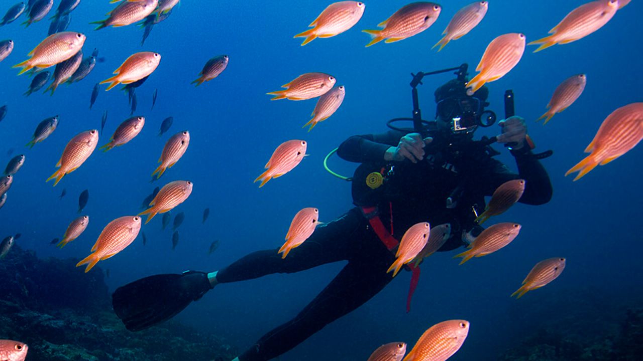 <strong>Scuba diving: </strong>Declared one of the world's top winter scuba destinations by PADI, the rich Atlantic waters around the islands are teeming with sharks, turtles, rays, tropical fish and migrating whales.  
