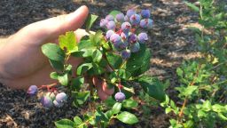 Blueberries on Drew Hiatt's farm.