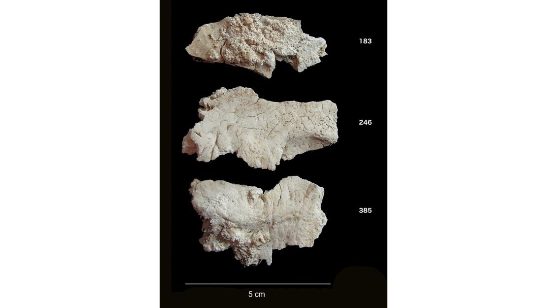 Cremated human bone fragments from Stonehenge.