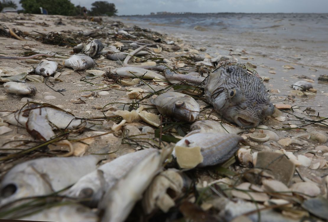 Fish are seen washed ashore the Sanibel causeway in Florida after dying in a red tide on August 1.