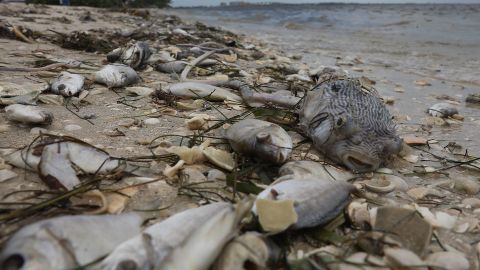 Fish are seen washed ashore Florida's Sanibel causeway after dying in a red tide on August 1.