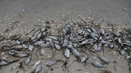 Fish are seen washed ashore the Sanibel causeway after dying in a red tide on August 1, 2018 in Sanibel, Florida. Red tide season usually lasts from October to around February, but the current red tide has stayed along the coast for around 10 months, killing massive amounts of fish as well as sea turtles, manatees and a whale shark swimming in the area. Joe Raedle/Getty Images