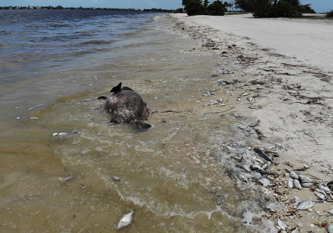A Goliath grouper and other fish are seen washed ashore in Sanibel, Florida, during the current red tide.