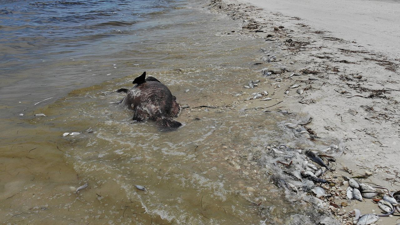 A Goliath grouper and other fish are seen washed ashore in Sanibel, Florida, during the current red tide.