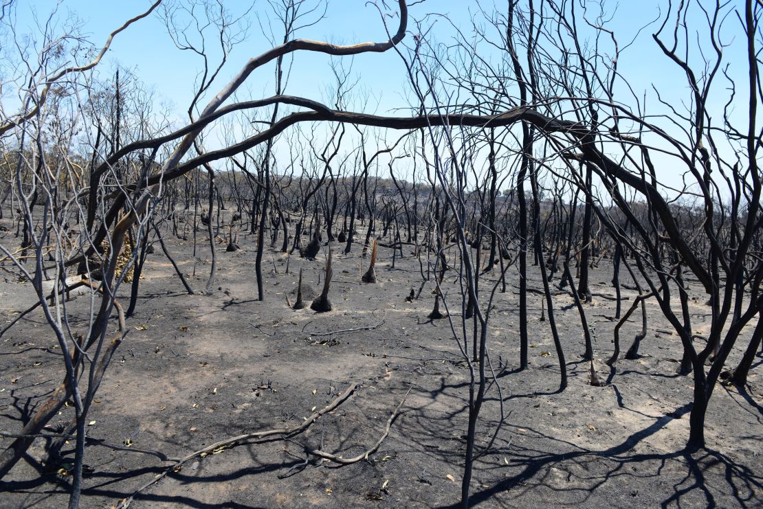 Charred trees and bushes stand amid the aftermath of a destructive bushfire near One Tree Hill in the Adelaide Hills on January 5, 2015.