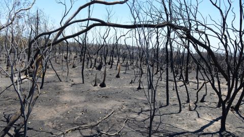Charred trees and bushes stand amid the aftermath of a destructive bushfire near One Tree Hill in the Adelaide Hills on January 5, 2015.