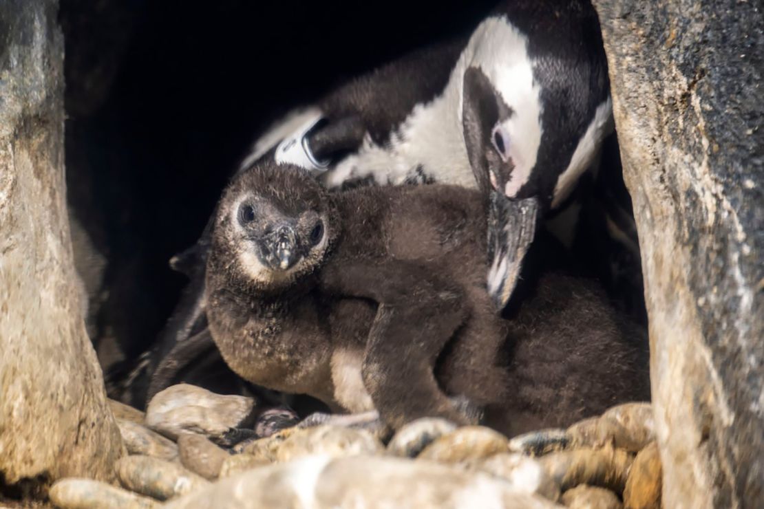 The African penguin chick was born July 7. 