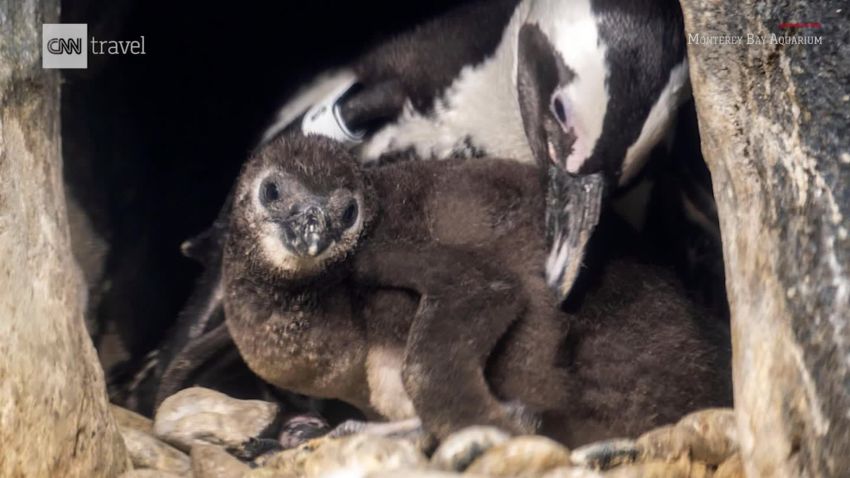 baby penguin monterey bay aquarium rf orig_00000111.jpg
