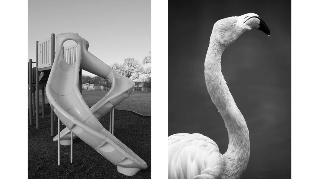 The similarity between these images lies in the curvature of the playground slide and the flamingo's neck. The slide is evocative of universal childhood memories, and the pairing may play with the idea of scale, Aëgerter said. "We have all been down such a tube, but none of us have been down a flamingo," she said, but a flea might travel down a flamingo's neck the way a child slides down a slide.