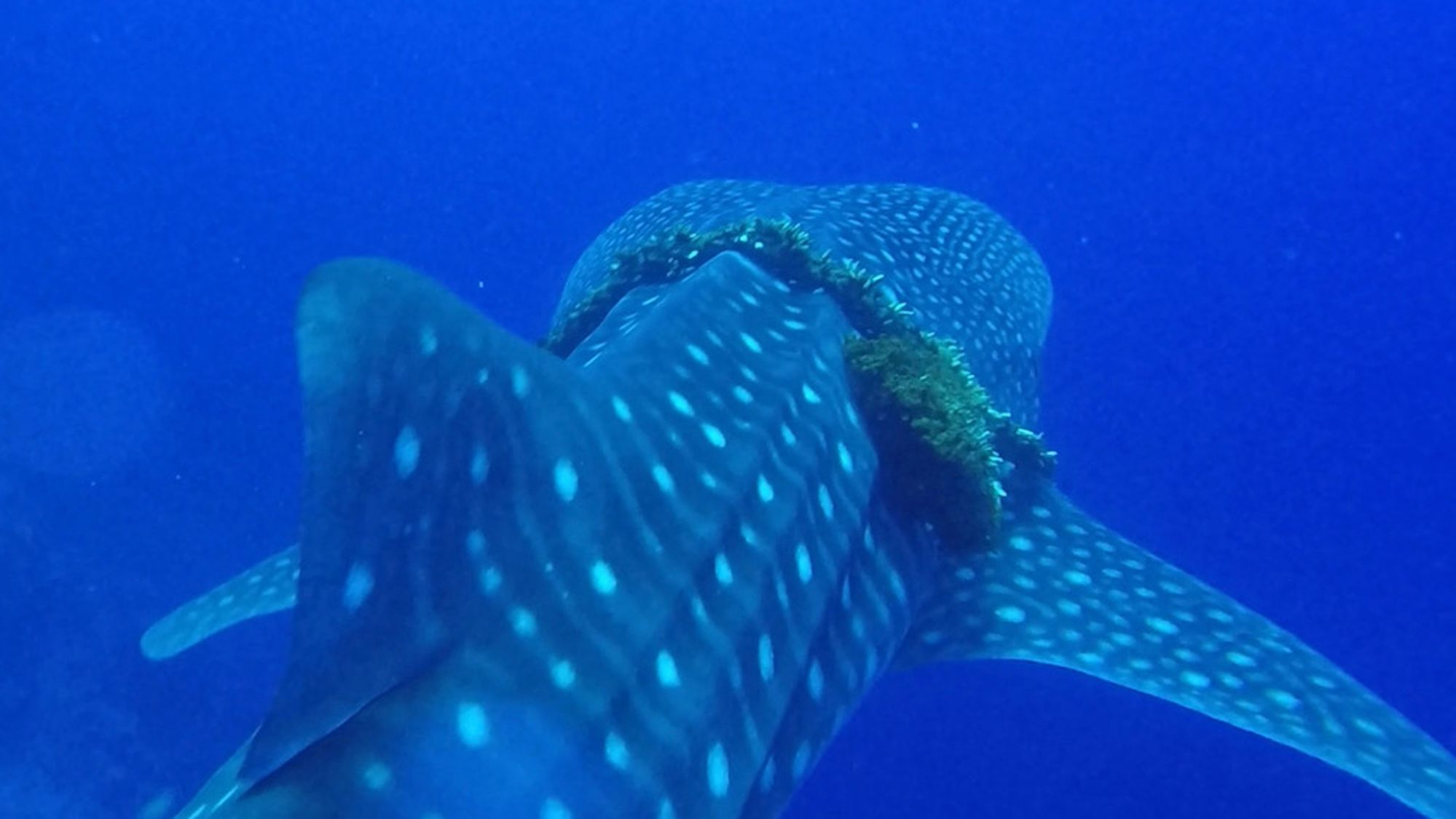 This whale shark caught in discarded fishing line was first spotted on July 11, the Hawaii Department of Land and Natural Resources said. Snorkelers were able to free it on July 29.