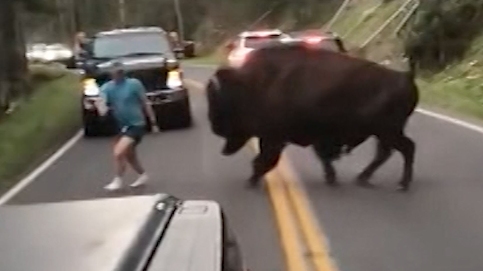 Man taunts charging bison