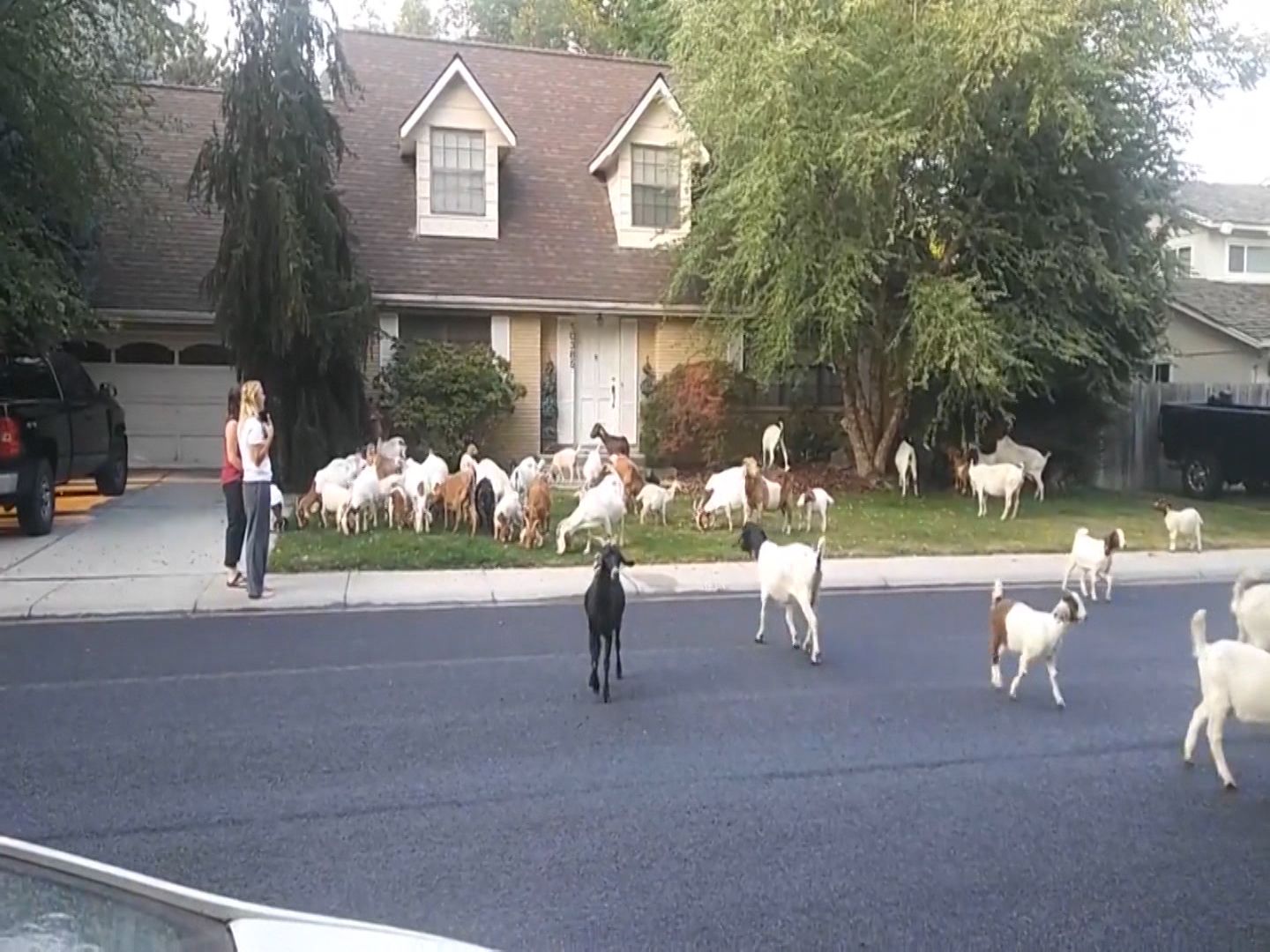 Goats May Be Able to Tell When Their Buddies Are Feeling Good or Baaad, Smart News