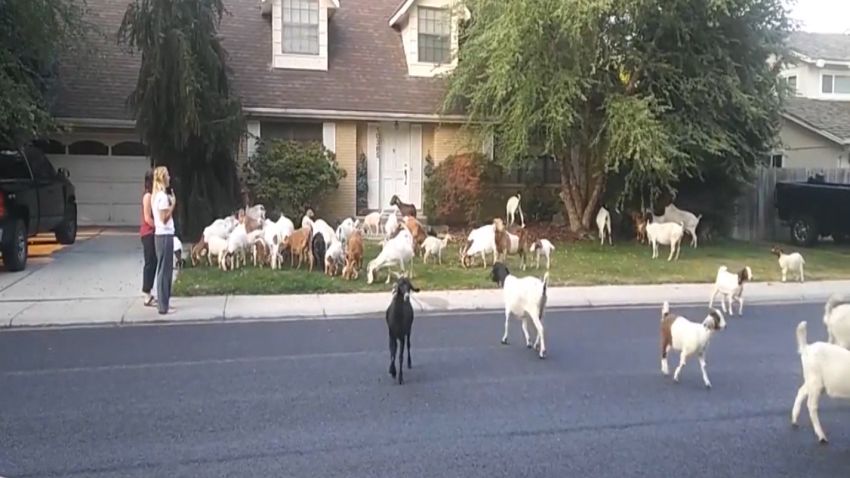 Dozens of goats invade Boise