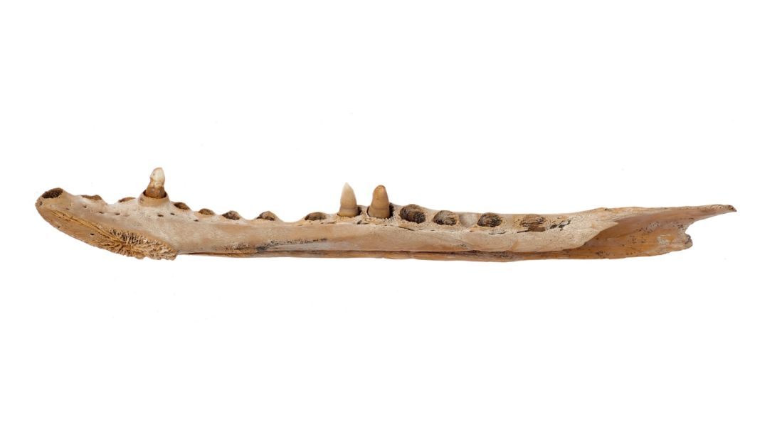 Other finds include Japanese and Chinese porcelain, a piece of a Samurai sword, and this jaw of a crocodile. Although Amsterdam's chief archaeologist Jerzy Gawronski clarifies the jaw was probably from a stuffed crocodile, rather than a live one that swam in the river.