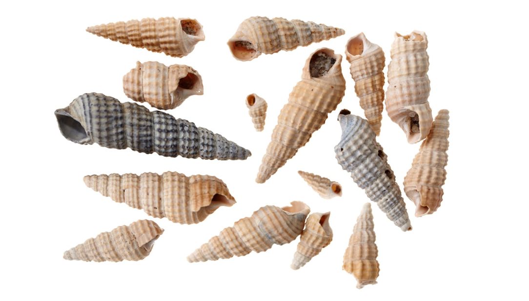 These shells, found in Rokin, are the oldest finds from the excavation and date back to 120,000 BC.