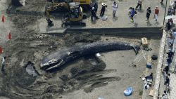 Photo taken by a Kyodo News helicopter shows a 10-meter-long dead blue whale washed ashore on a beach in Kamakura, Kanagawa Prefecture, on Aug. 6, 2018. Kyodo News/Getty Images