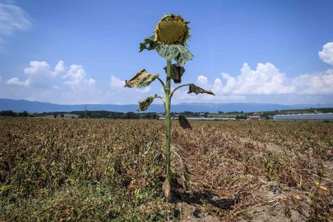 A sunflower with dried leaves is seen near Perly-Certoux, Switzerland, on Monday, August 6.