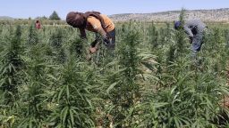 Workers cultivate plants at a cannabis plantation in the village of Yammouneh in Lebanon's eastern Bekaa Valley on July 23, 2018.. - The sun-soaked cannabis fields stretch to the horizon, just out of reach of a nearby army checkpoint. Its production is lucrative in Lebanon, but growers fear legalising its medical use could slash profits. Joseph Eid/AFP/Getty Images