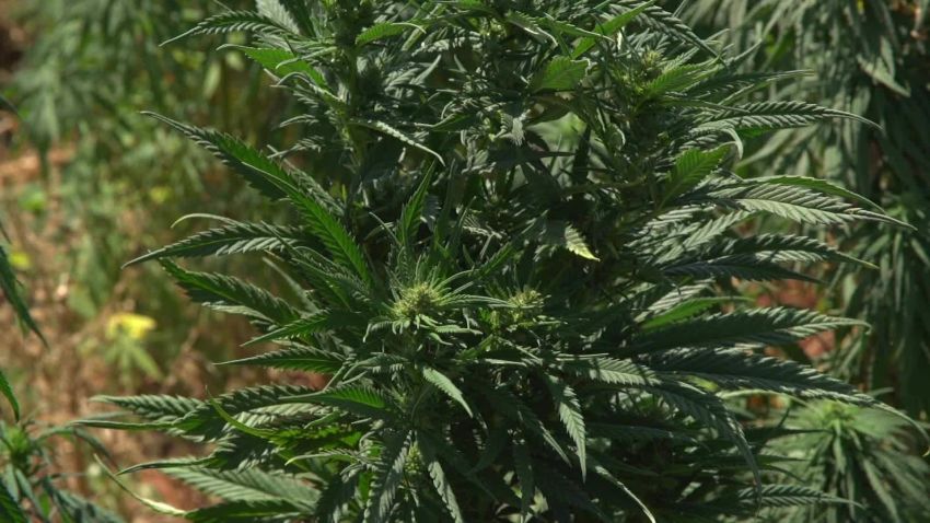 lebanon consider legalizing medicinal weed marijuana wedeman pkg vpx_00001215.jpg