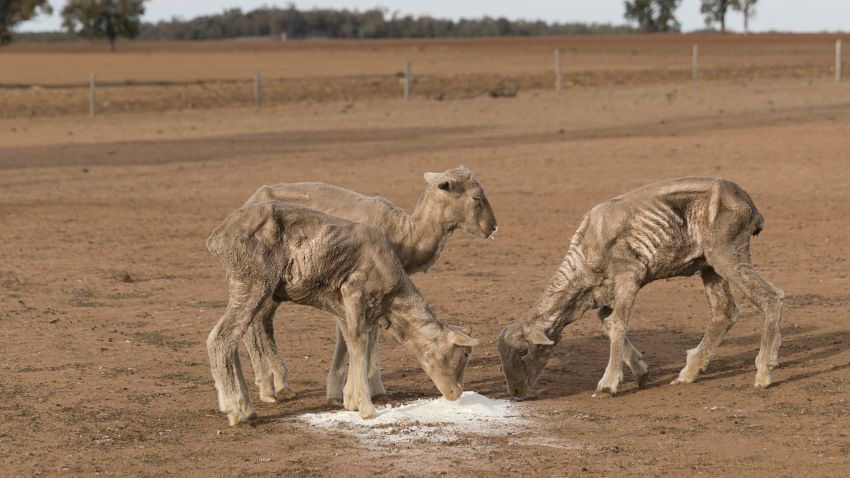 COONABARABRAN , NEW SOUTH WALES - JUNE 20: The Jerry family farm 'Marlborough', 40 km outside Coonabarabran. The New South Wales State government recently approved an emergency drought relief package of A$600m, of which at least A$250m is allocated for low interest loans to assist eligible farm businesses to recover. The package has been welcomed, though in the words of a local farmer "it barely touches the sides". Now with the real prospect of a dry El-Nino weather pattern hitting the state in Spring, the longer term outlook for rain here is dire. June 20, 2018 in Coonabarabran, Australia. (Photo by Brook Mitchell/Getty Images)