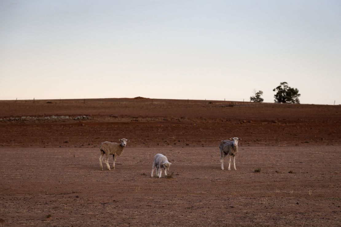 The entire state of NSW, home to the capital Canberra, is officially suffering from drought.
