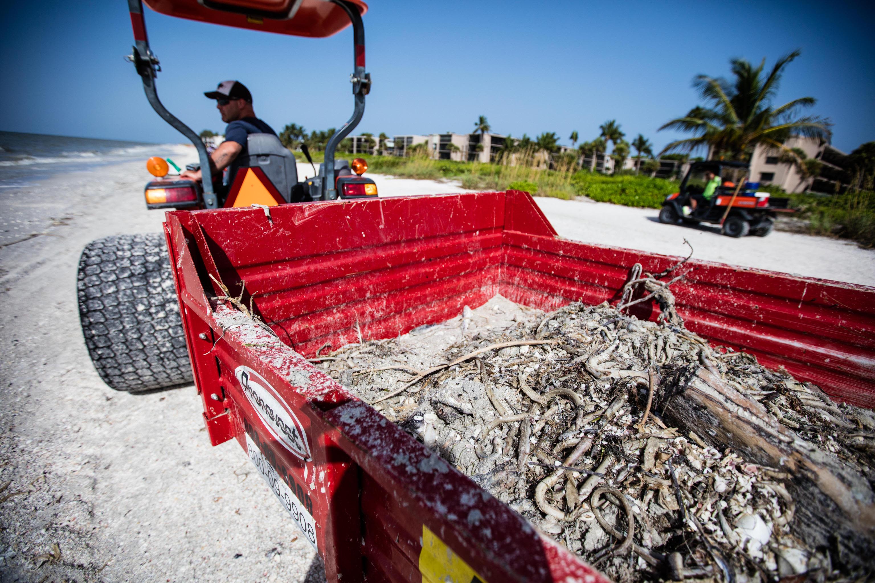 A foul task: They pick up Florida's red tide corpses