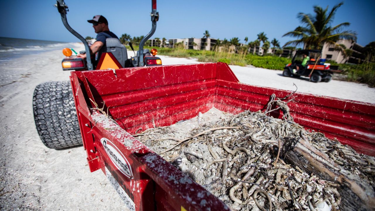 Dead marine animals, killed by the red tide, are cleared off Florida beaches in 2018.