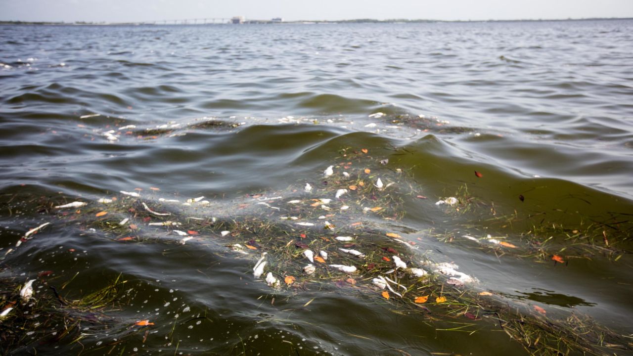 Dead sea life litters the ocean off Florida's Sanibel Island during a red tide in 2018.  