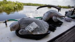 Two turtles, believed to have been killed by red tide.