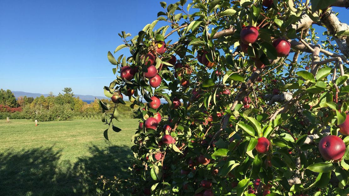 Shelburne Orchards