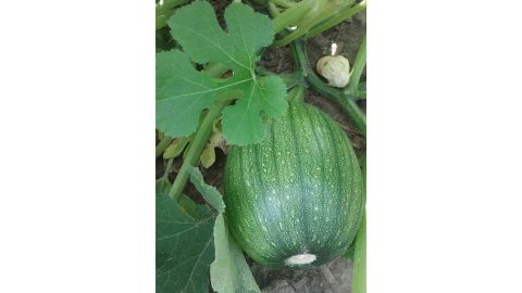 Waylon Klitzman planted three acres of pumpkins.