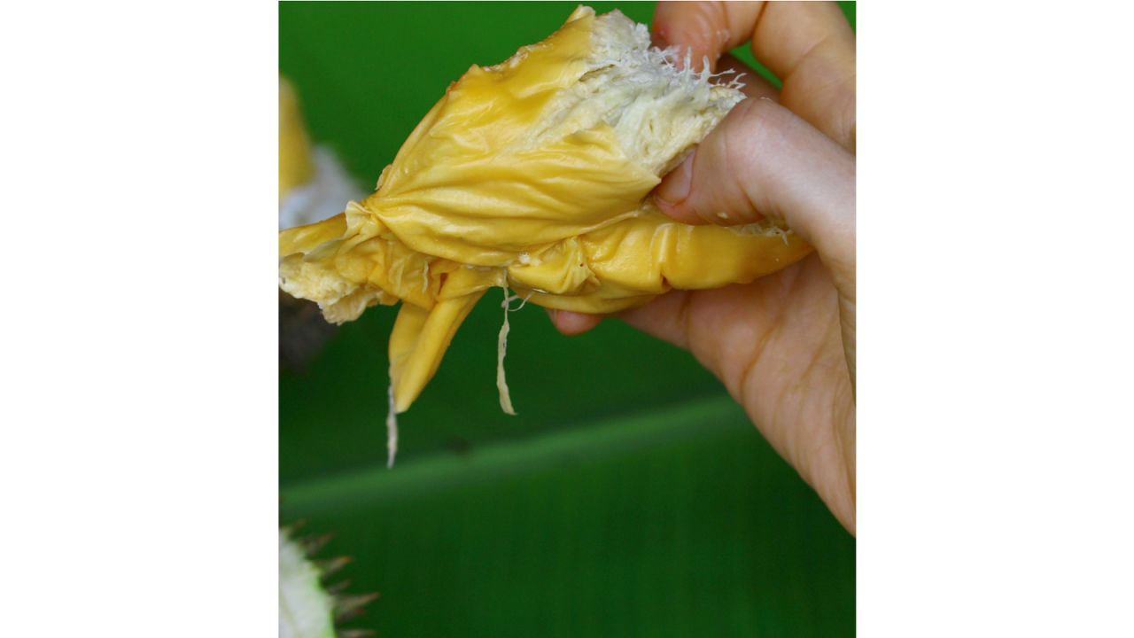<strong>Just like custard: </strong>In Malaysia, meanwhile, people prefer to let the durian ripen fully on the tree and drop naturally to the ground. At that point, the pH has dropped, the fat content has increased, and the aromatic bulbs inside will smell more strongly of sulfur as they ripen, she adds. 