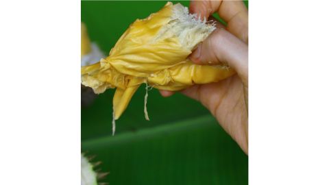 <strong>Just like custard: </strong>In Malaysia, meanwhile, people prefer to let the durian ripen fully on the tree and drop naturally to the ground. At that point, the pH has dropped, the fat content has increased, and the aromatic bulbs inside will smell more strongly of sulfur as they ripen, she adds. 