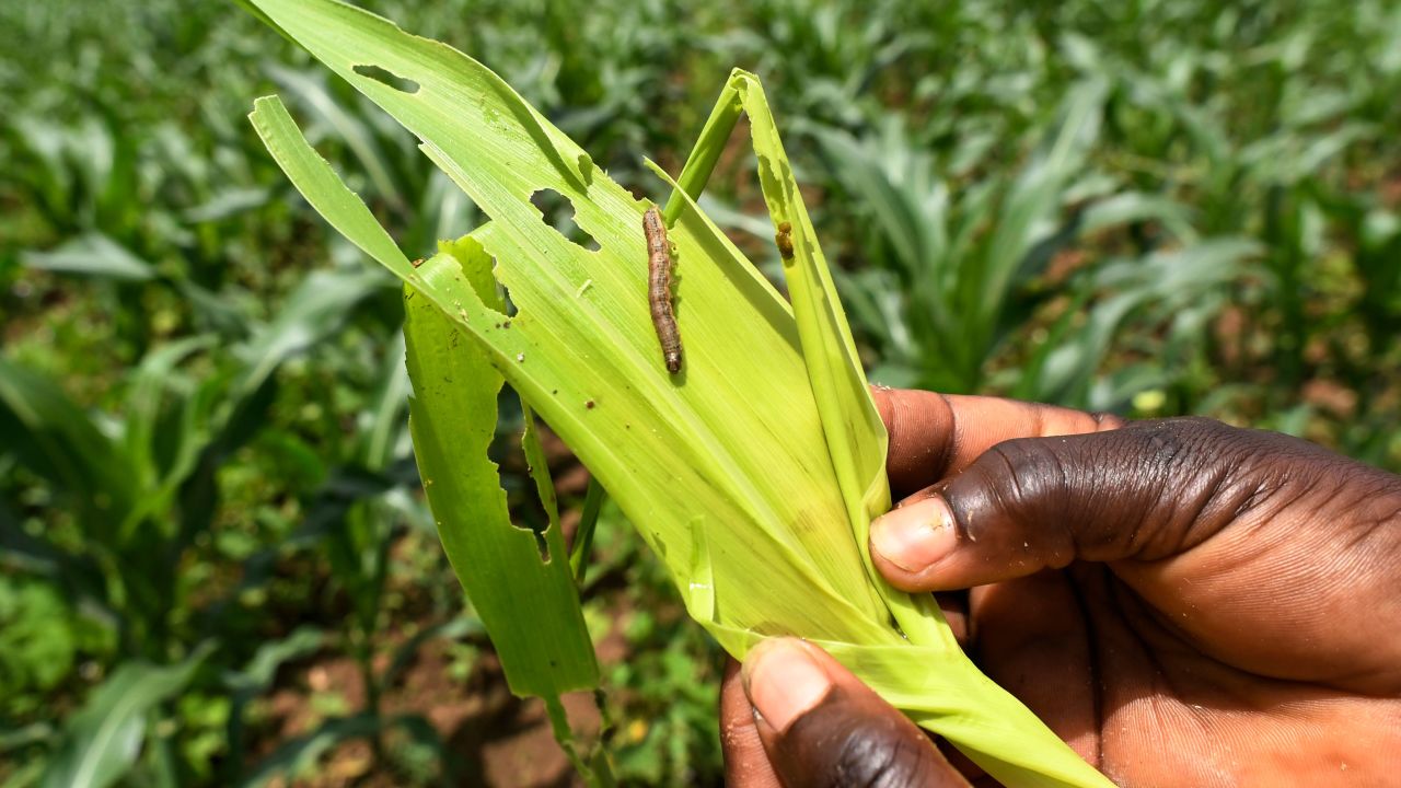 A fall armyworm is attacking a maize crop in a maize field in Vihiga, some 278km west of Nairobi, on April 18, 2018.