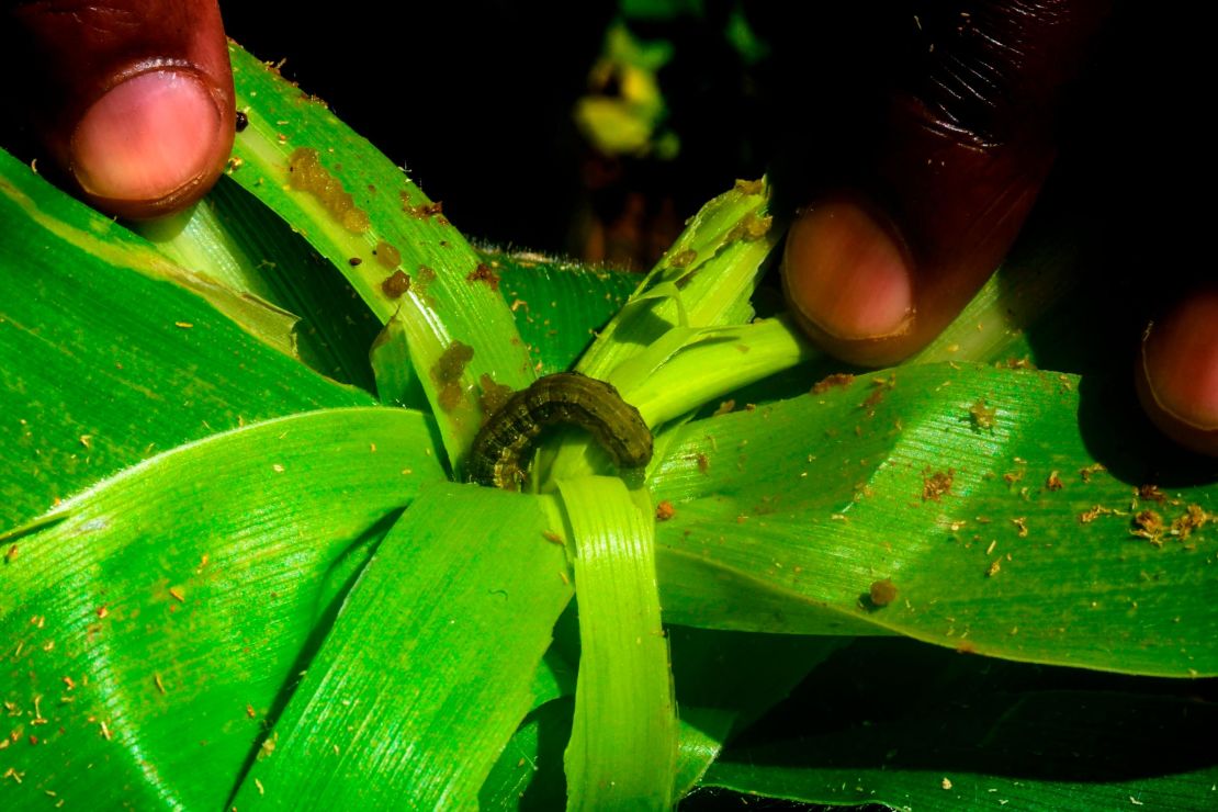 In just two years, the so-called fall armyworm colonised three-quarters of Africa, according to the British-based Centre for Agriculture and Biosciences International (CABI).