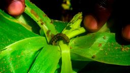 A fall armyworm is attacking a maize crop in a maize field in Vihiga, some 278km west of Nairobi, on April 18, 2018. - On farms across Africa, a seemingly innocuous brown and beige caterpillar is waging a silent war, devastating rural incomes and posing a major threat to the continent's food supply. In just two years, the so-called fall armyworm has colonised three-quarters of Africa, according to the British-based Centre for Agriculture and Biosciences International (CABI). (Photo by SIMON MAINA / AFP)        (Photo credit should read SIMON MAINA/AFP/Getty Images)
