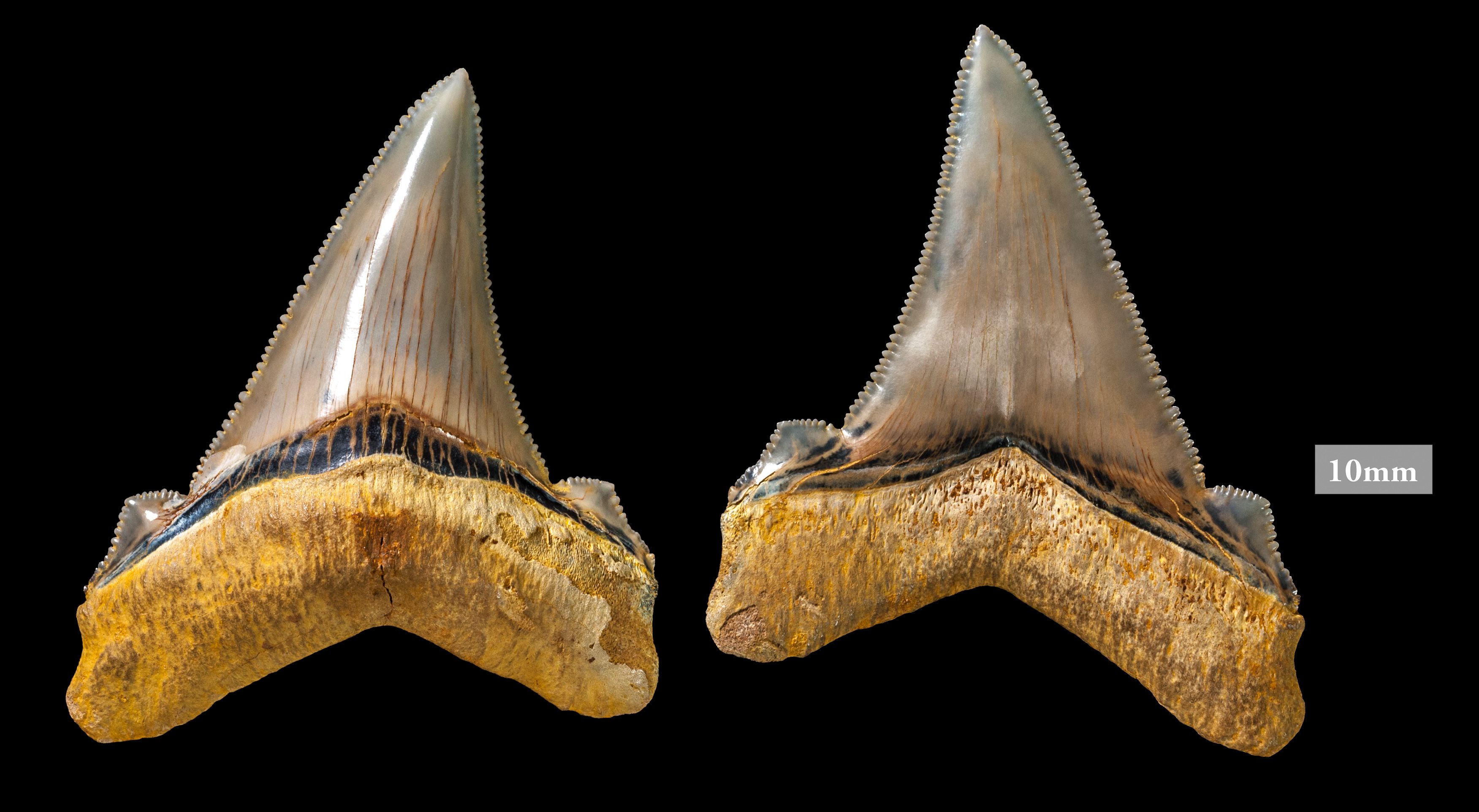Man finds 25-million-year-old teeth belonging to shark twice the size of a great  white