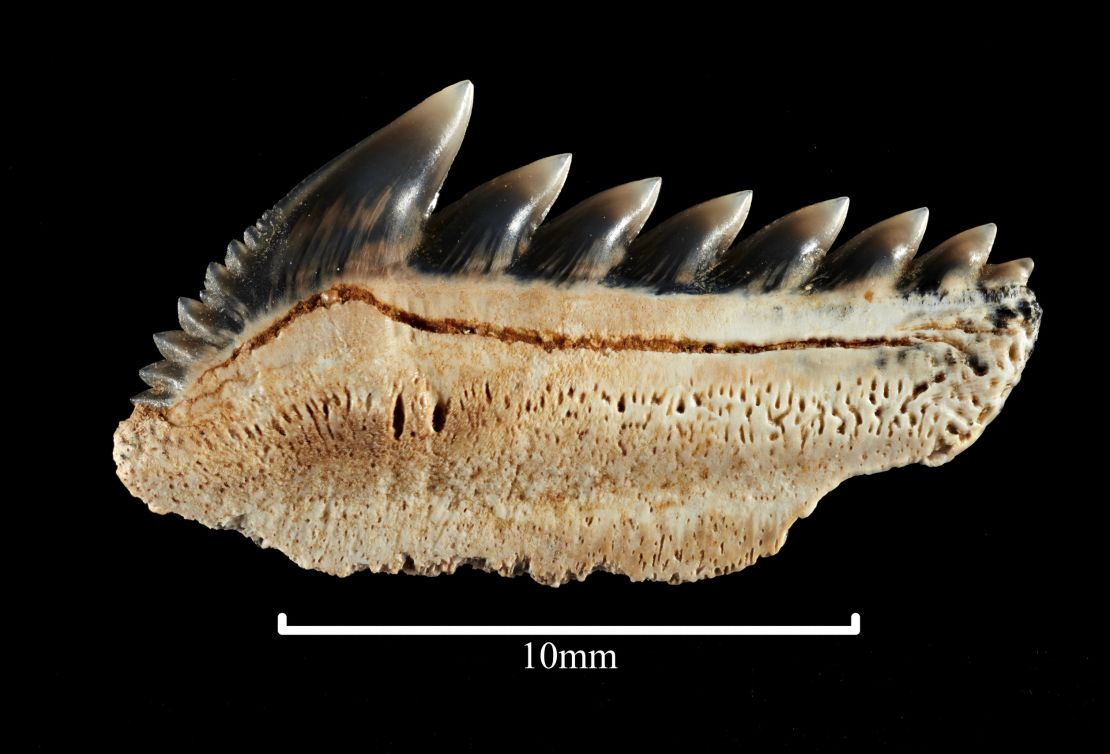 Sixgill shark teeth